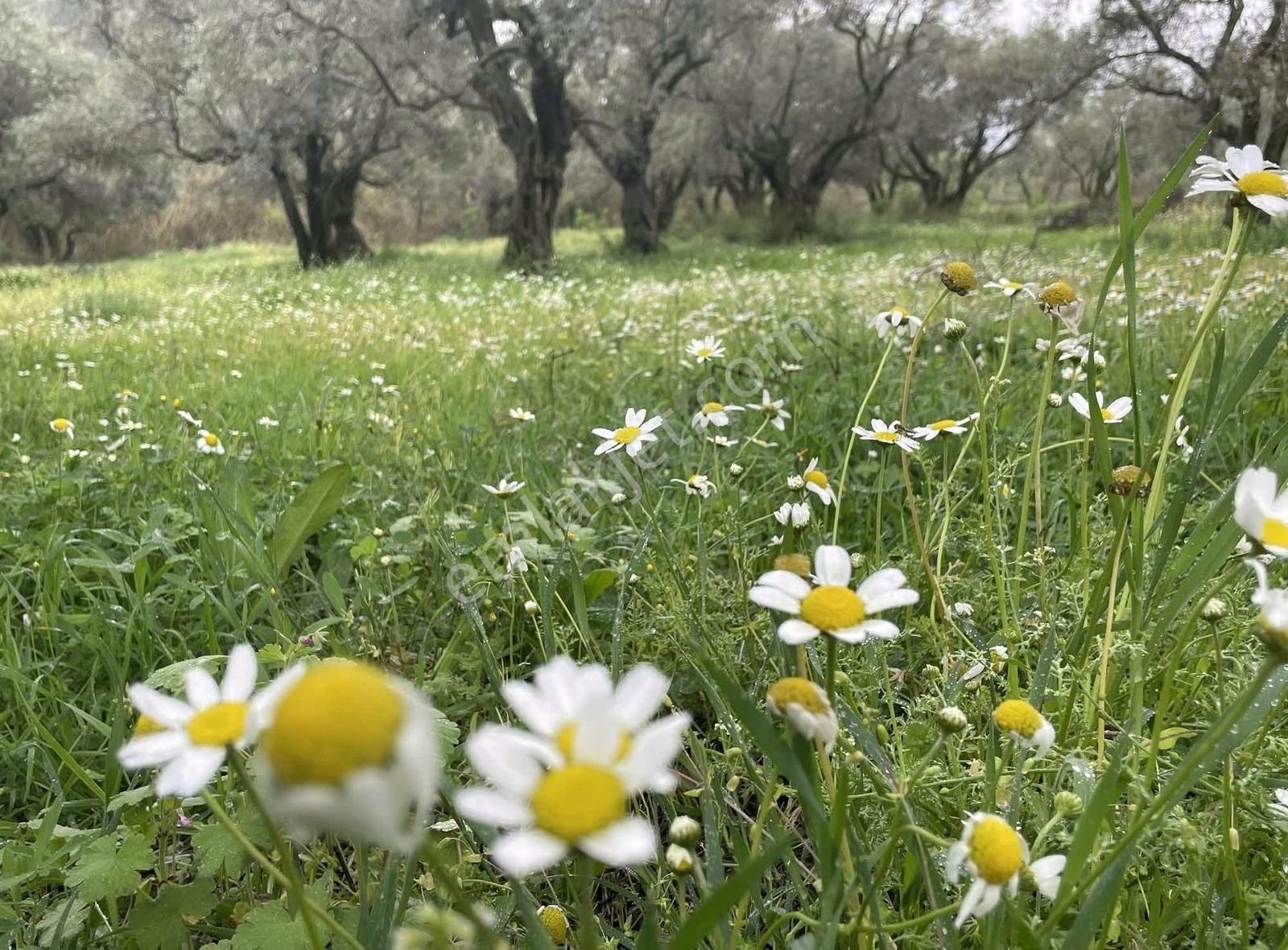 Kemalpaşa Sinancılar Köyünde Yatırımlık Zeytin Bahçesi - Görsel 3