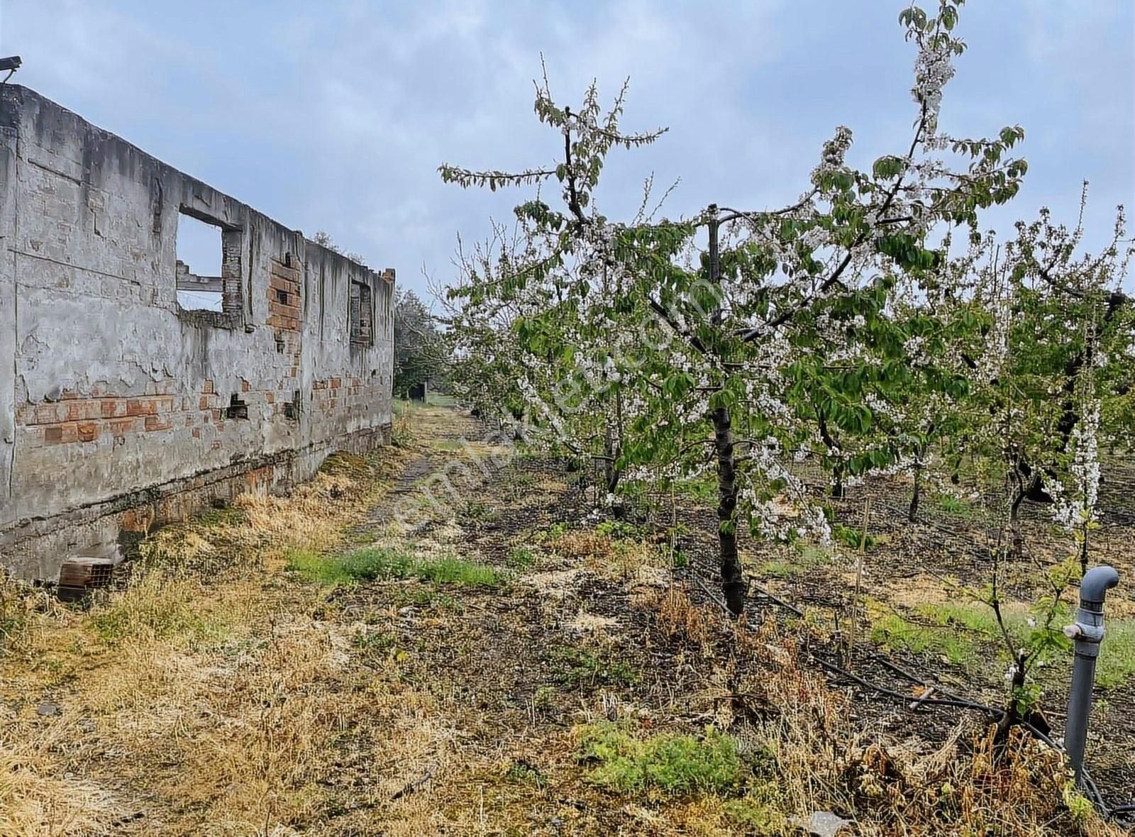 Kemalpaşa Sinancılar Köyünde Satılık Kiraz Bahçesi - Görsel 30