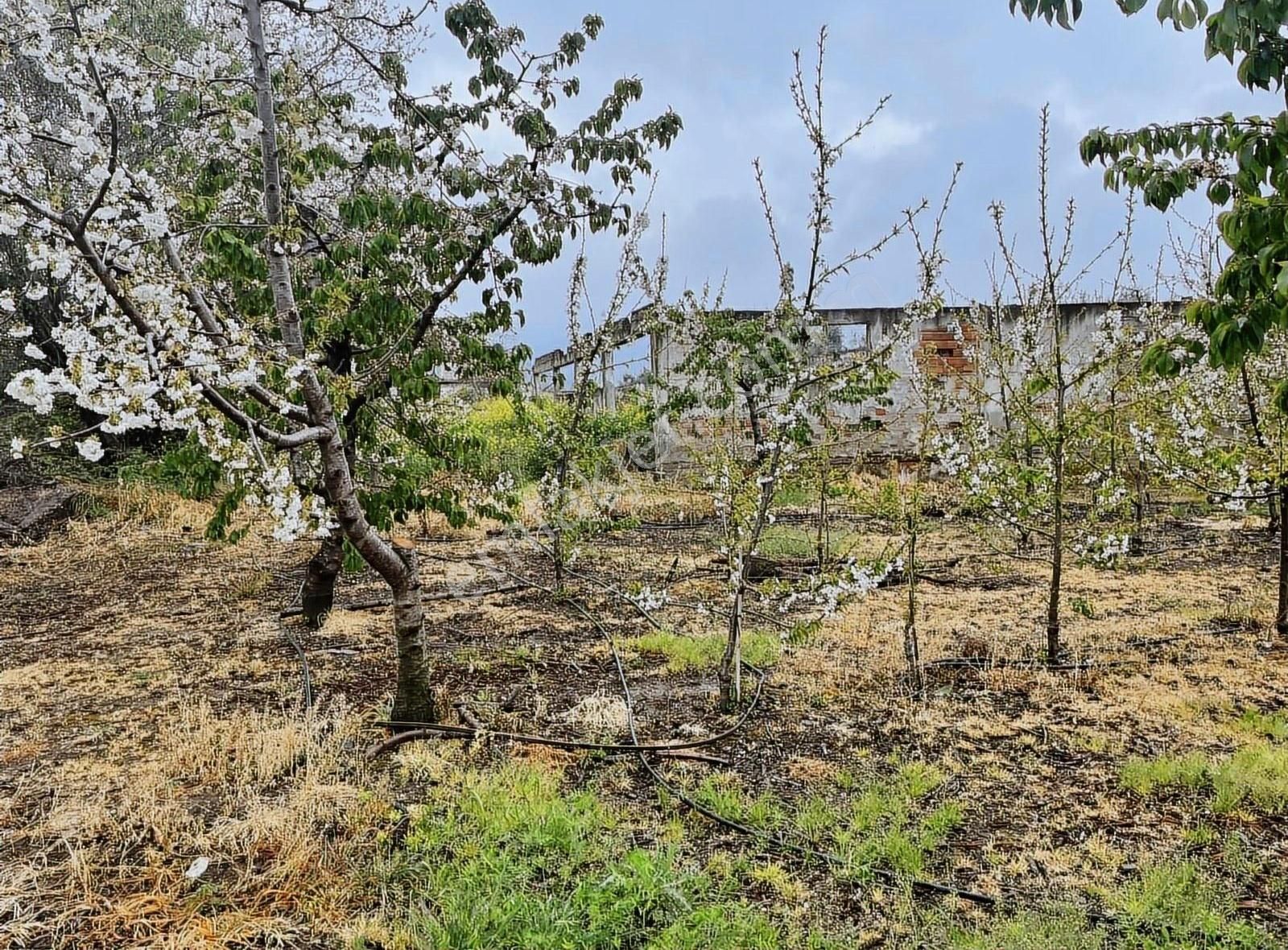 Kemalpaşa Sinancılar Köyünde Satılık Kiraz Bahçesi - Görsel 33