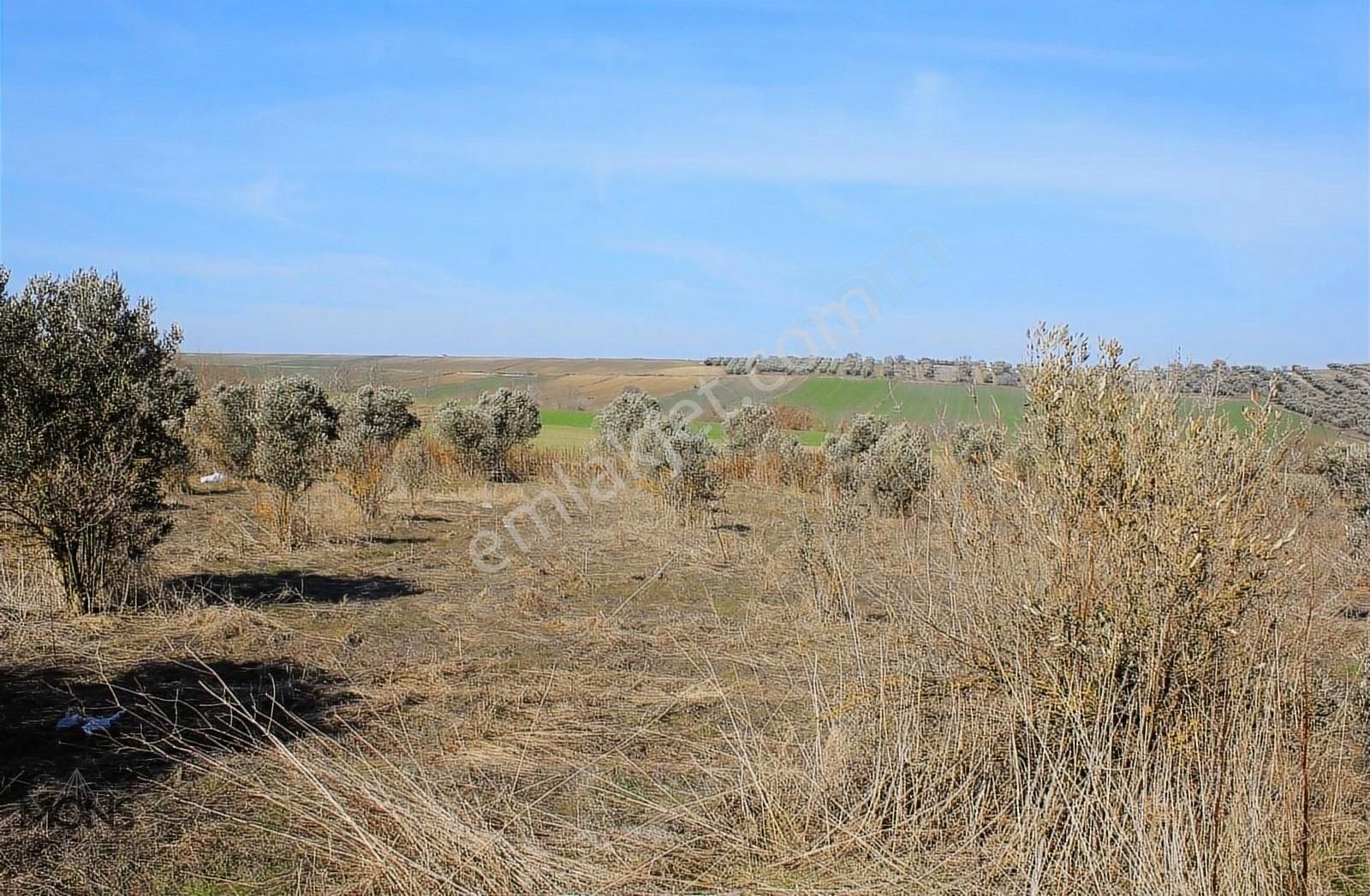 Bursa Karacabey Sultaniye Satılık 6000 M2 Tarla - Zeytinlik