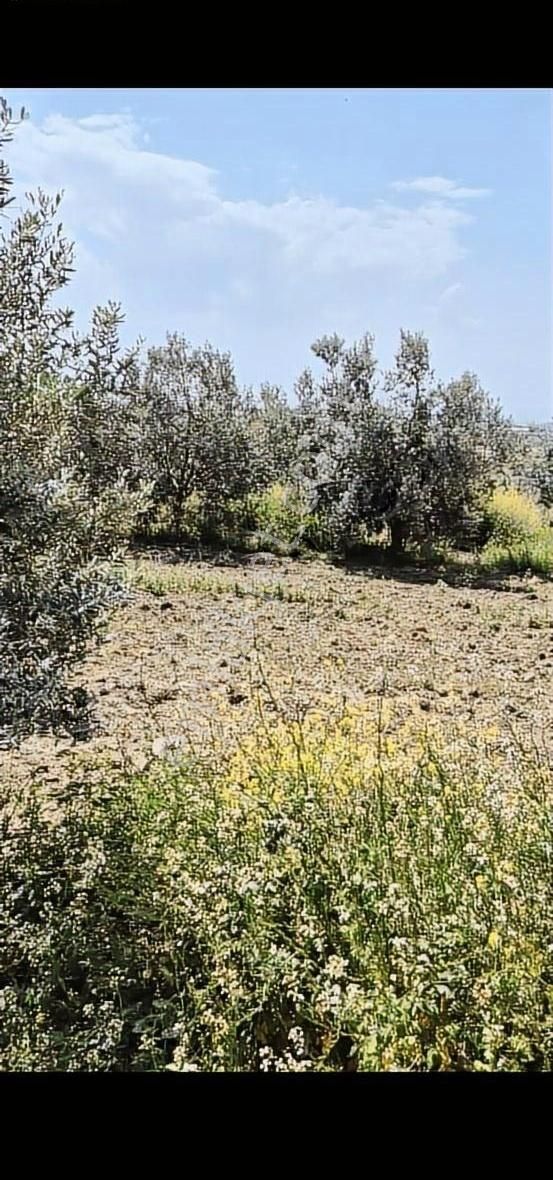 Salihli Beşyol Emlaktan Satılık 110 Dönüm Zeytinlik Arazi - Görsel 16