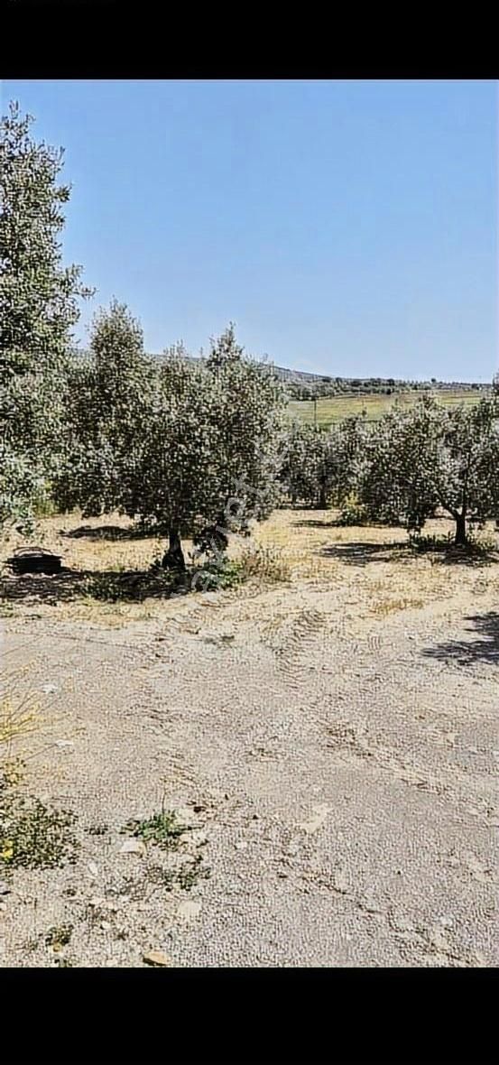 Salihli Beşyol Emlaktan Satılık 110 Dönüm Zeytinlik Arazi - Görsel 14