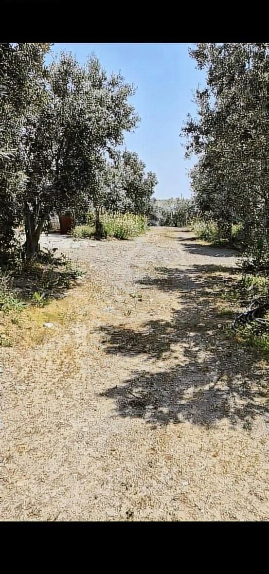 Salihli Beşyol Emlaktan Satılık 110 Dönüm Zeytinlik Arazi - Görsel 5