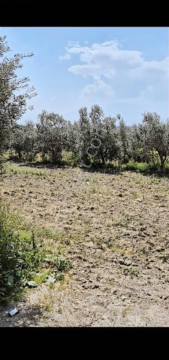 Salihli Beşyol Emlaktan Satılık 110 Dönüm Zeytinlik Arazi - Görsel 6
