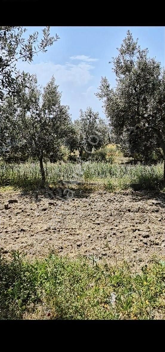 Salihli Beşyol Emlaktan Satılık 110 Dönüm Zeytinlik Arazi - Görsel 7