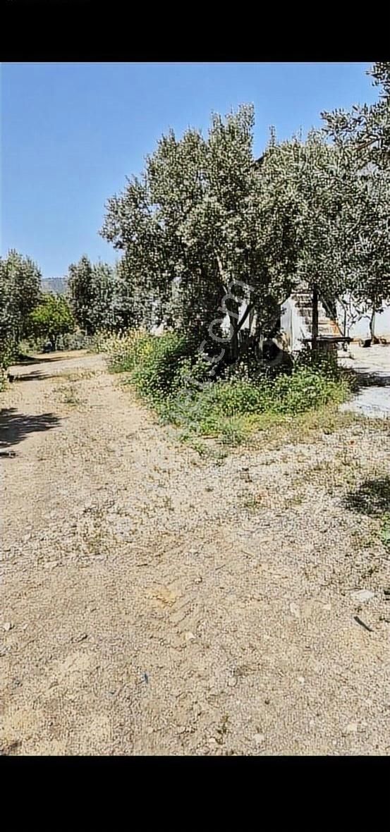 Salihli Beşyol Emlaktan Satılık 110 Dönüm Zeytinlik Arazi - Görsel 10