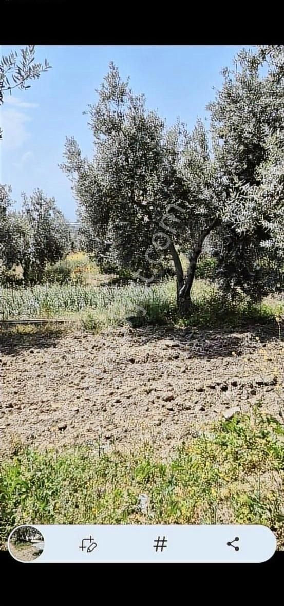 Salihli Beşyol Emlaktan Satılık 110 Dönüm Zeytinlik Arazi