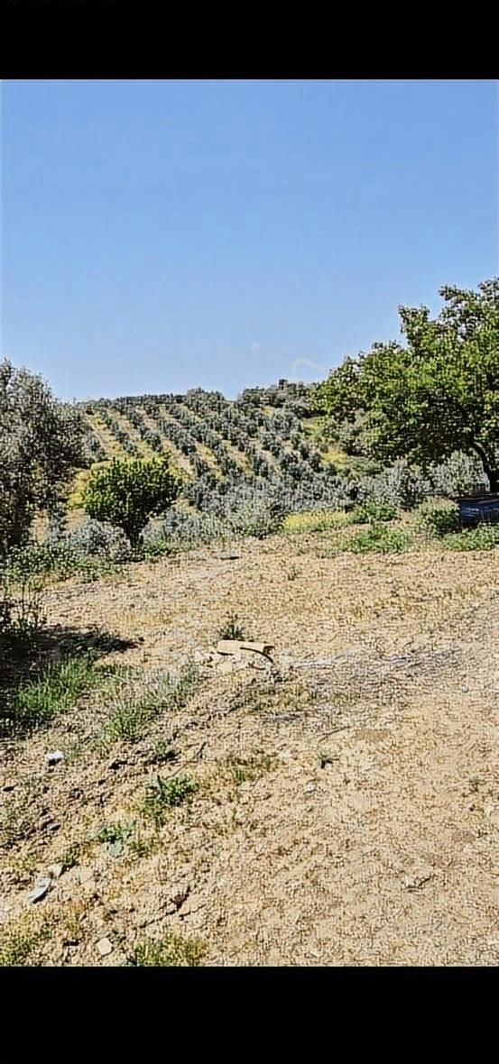 Salihli Beşyol Emlaktan Satılık 110 Dönüm Zeytinlik Arazi - Görsel 2