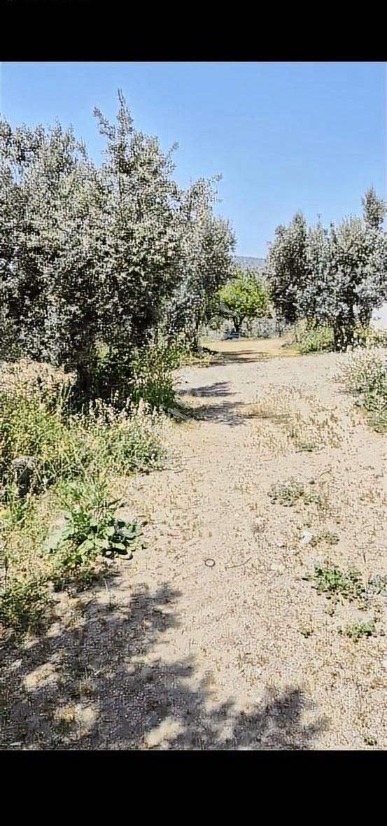Salihli Beşyol Emlaktan Satılık 110 Dönüm Zeytinlik Arazi - Görsel 17