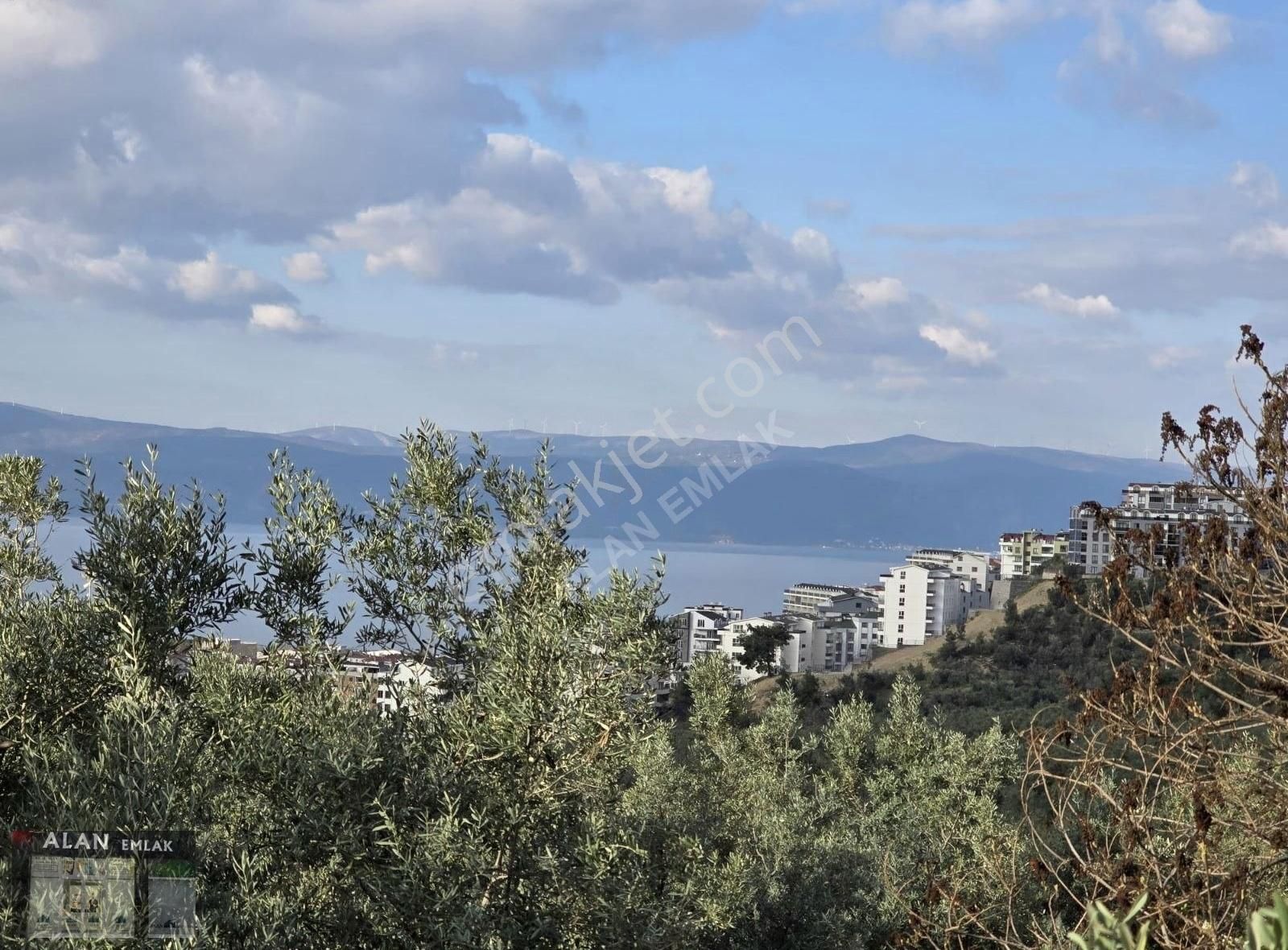 Deniz Manzaralı Zeytinlik