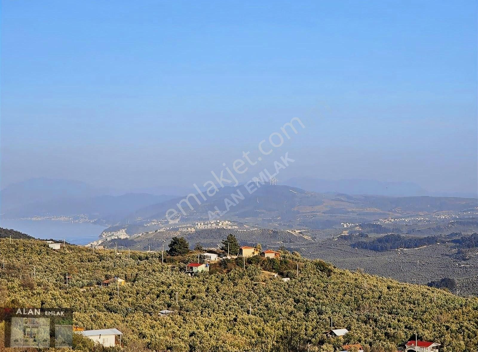 Çepni De Deniz Manzaralı Zeytinlik
