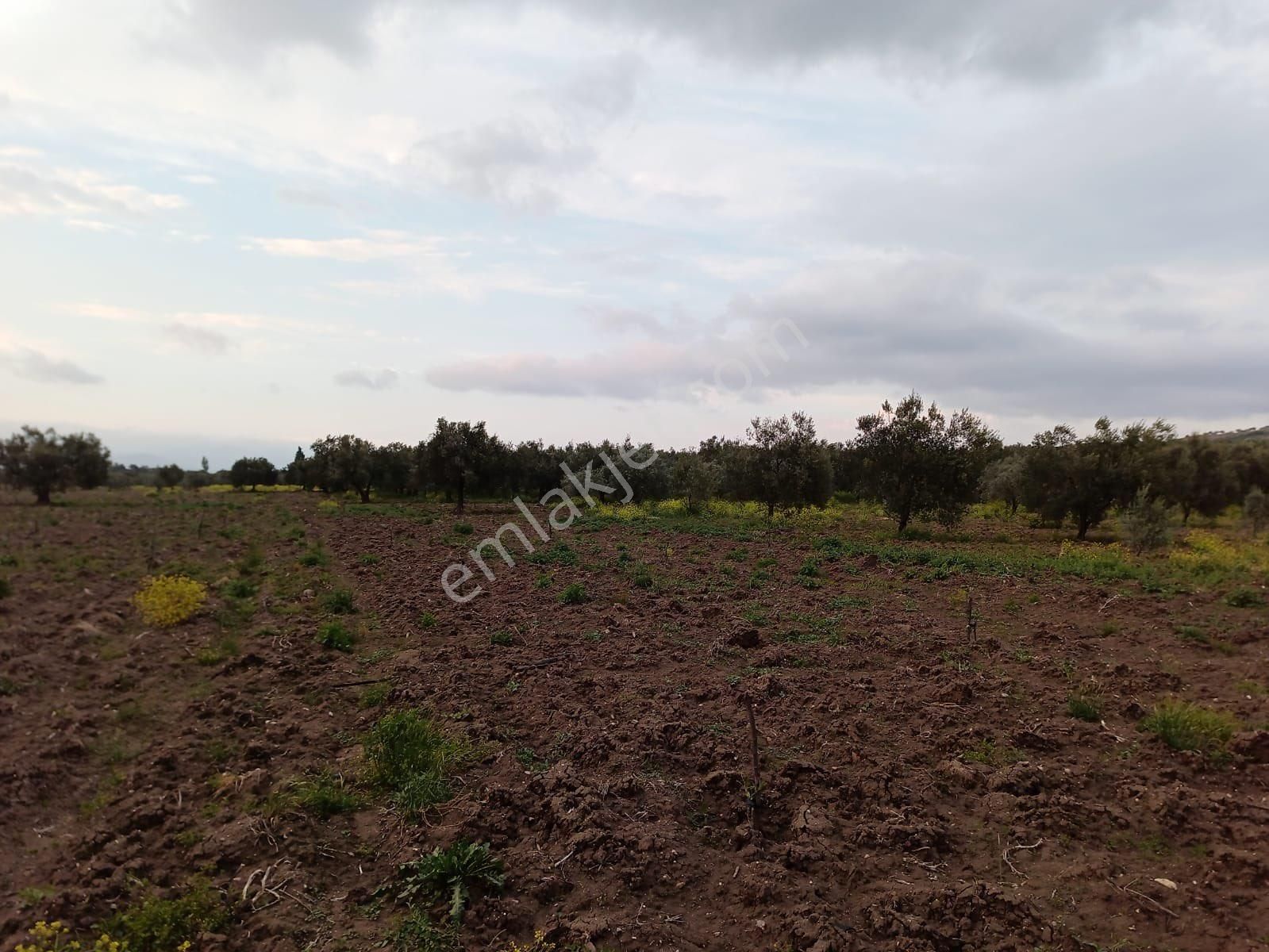 Kırkağaç Bakır'da 10.715 M2 Satılık Tarla
