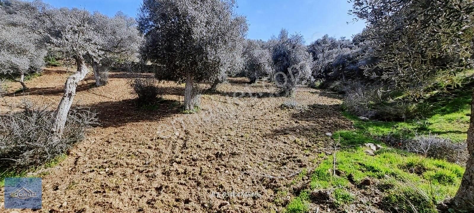 Bodrum Güvercinlik Yakını Kuzyaka Köyü 2.500m2 Zeytinlik