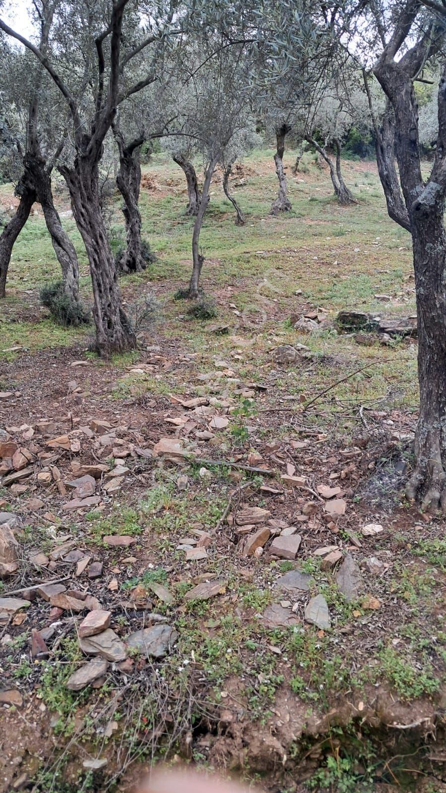 Bayındır Sarıyurt Köyünde Yolu Olan Bakımlı 3936 M² Zeytinlik Satılıktır - Görsel 5