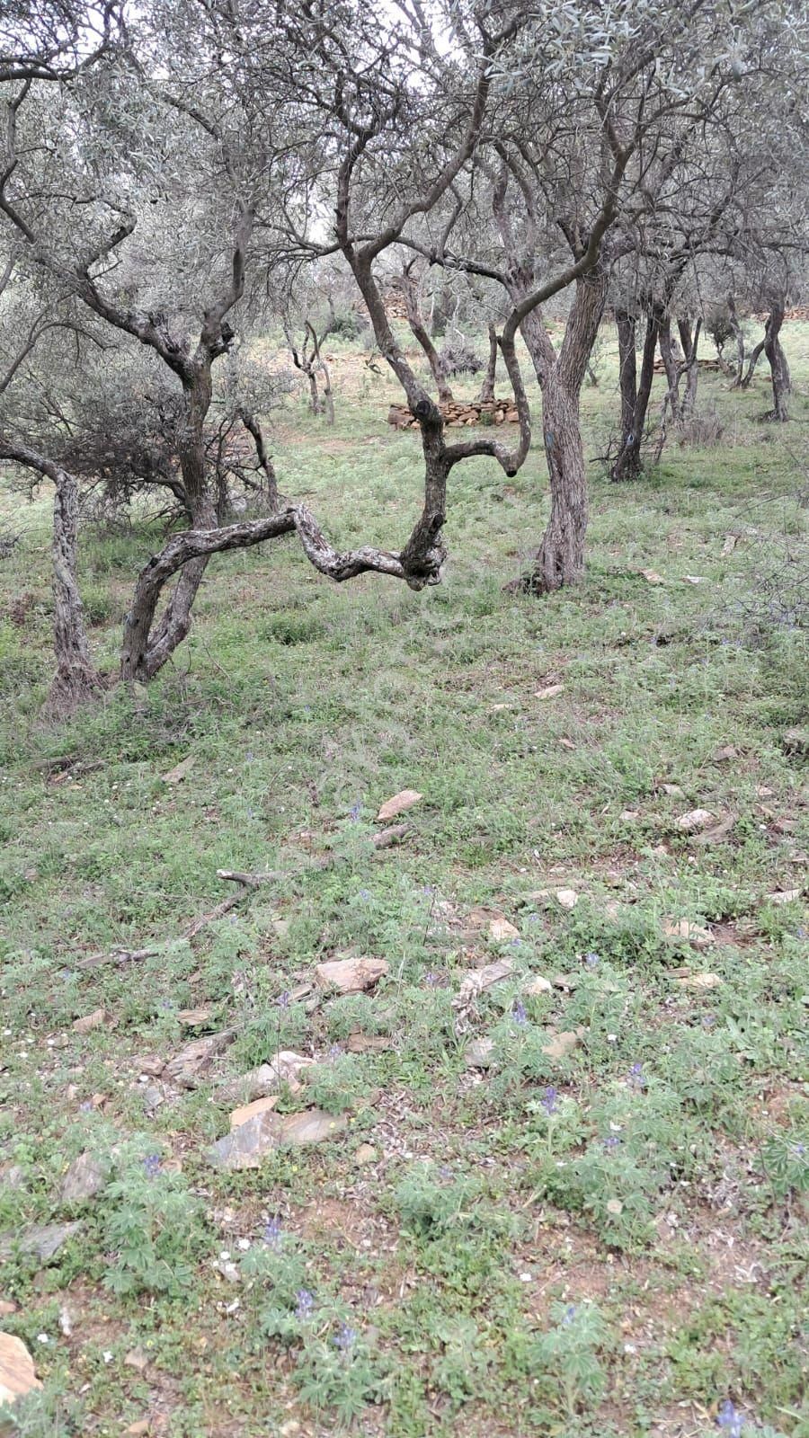 Bayındır Sarıyurt Köyünde Yolu Olan Bakımlı 3936 M² Zeytinlik Satılıktır - Görsel 13