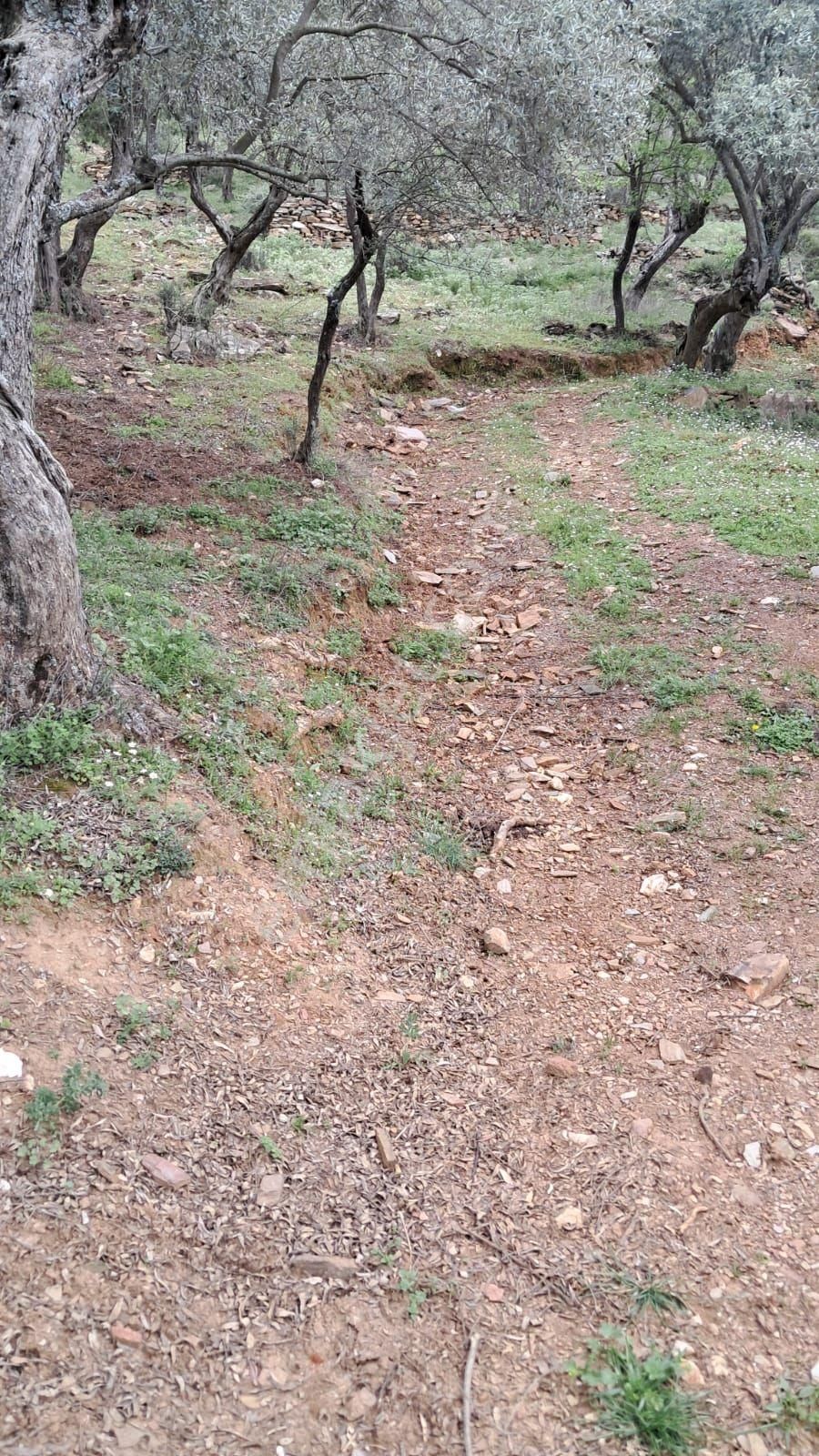 Bayındır Sarıyurt Köyünde Yolu Olan Bakımlı 3936 M² Zeytinlik Satılıktır - Görsel 3