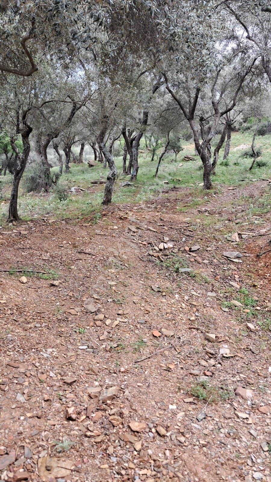 Bayındır Sarıyurt Köyünde Yolu Olan Bakımlı 3936 M² Zeytinlik Satılıktır - Görsel 17