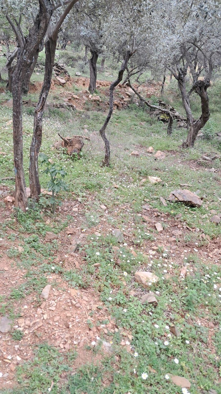 Bayındır Sarıyurt Köyünde Yolu Olan Bakımlı 3936 M² Zeytinlik Satılıktır - Görsel 2