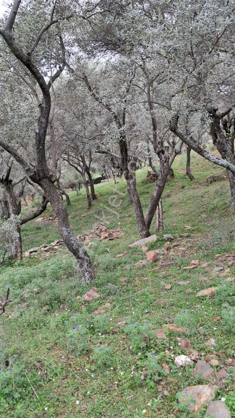 Bayındır Sarıyurt Köyünde Yolu Olan Bakımlı 3936 M² Zeytinlik Satılıktır - Görsel 12