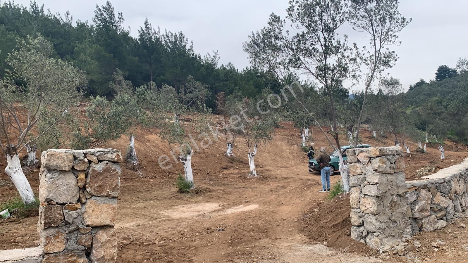 **konut Emlak'tan Kızılkeçili'de Deniz Manzaralı Zeytinlik** - Görsel 2