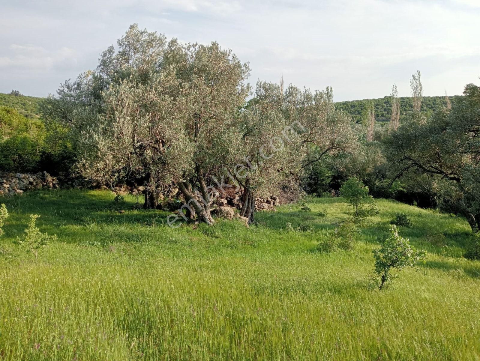 Bergama Çamoba Köyünde Satılık Zeytinlik