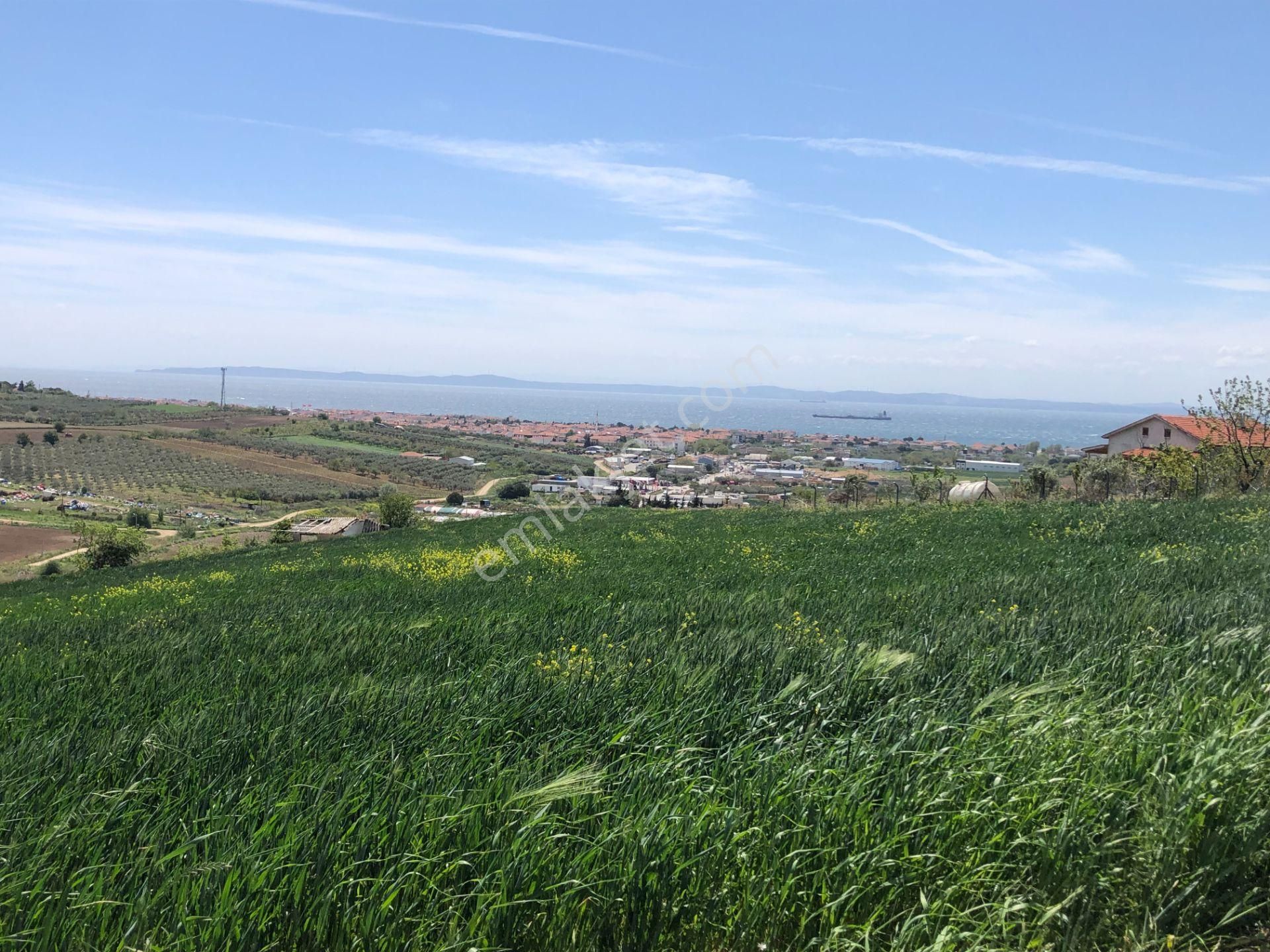 Şarköy De Işık Emlaktan Camikebir Mah De 255 M2 0/25 İmarlı Arsa