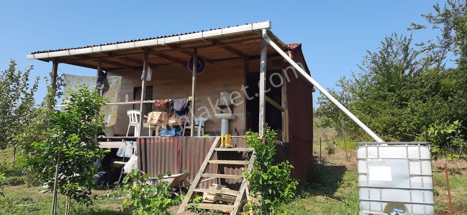 Eskidjiden İçinde Ceviz Ve Meyve Ağaçları Olan Kulübeli Tarla