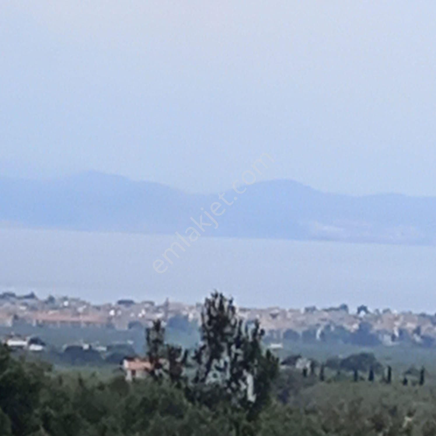 **konut Emlak'tan Kızılkeçili'de Deniz Manzaralı Zeytinlik**