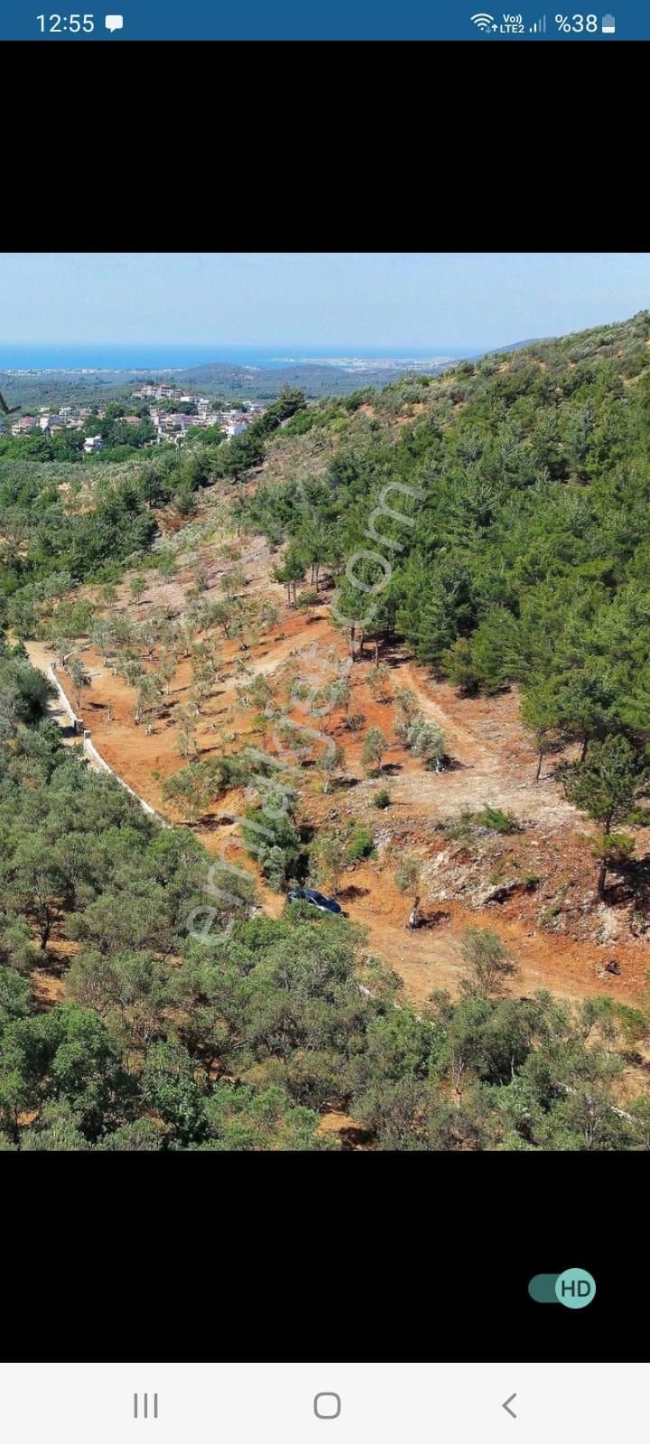 **konut Emlak'tan Kızılkeçili'de Deniz Manzaralı Zeytinlik** - Görsel 6