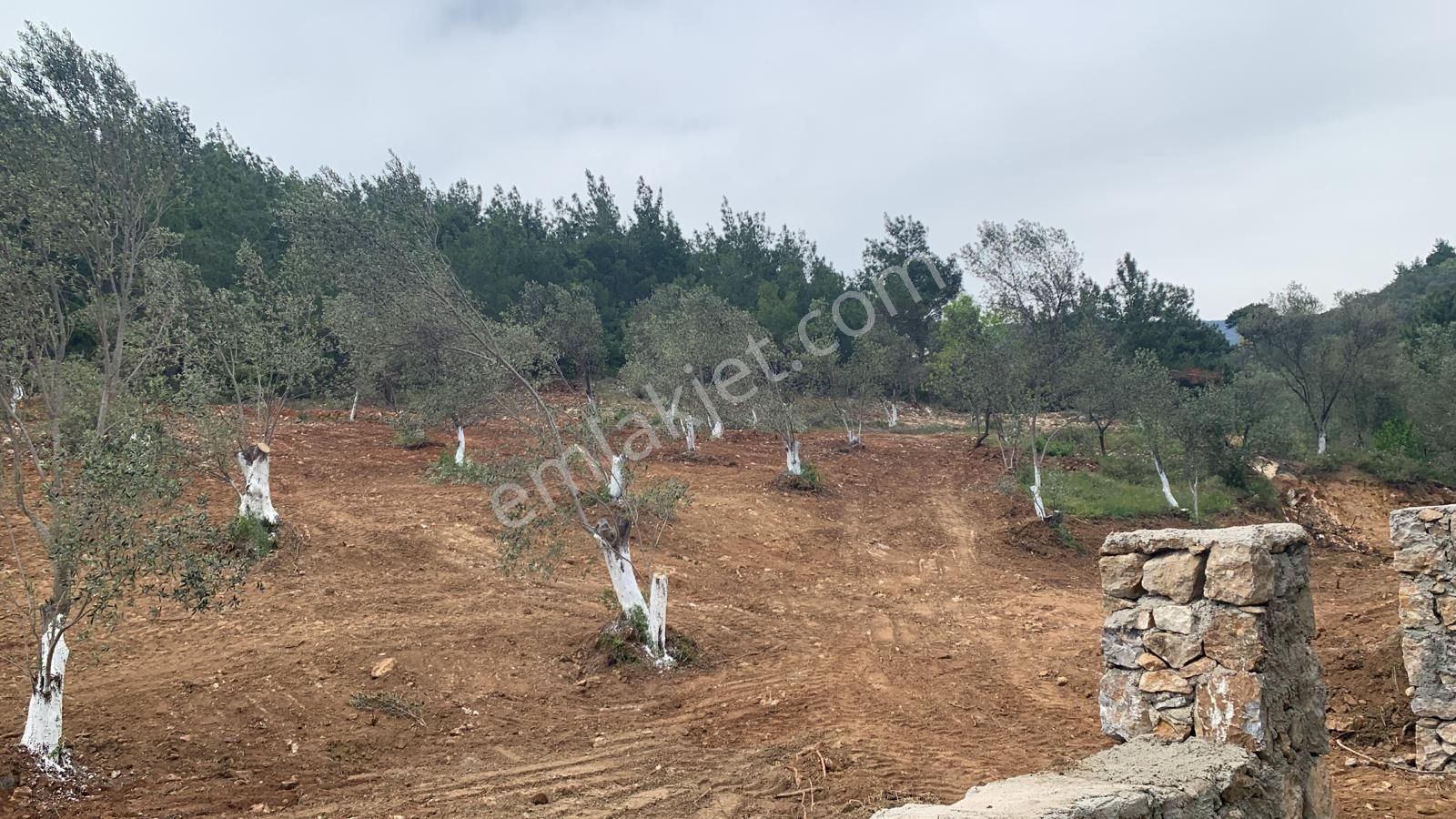 **konut Emlak'tan Kızılkeçili'de 3900 M2 Zeytinlik** - Görsel 7