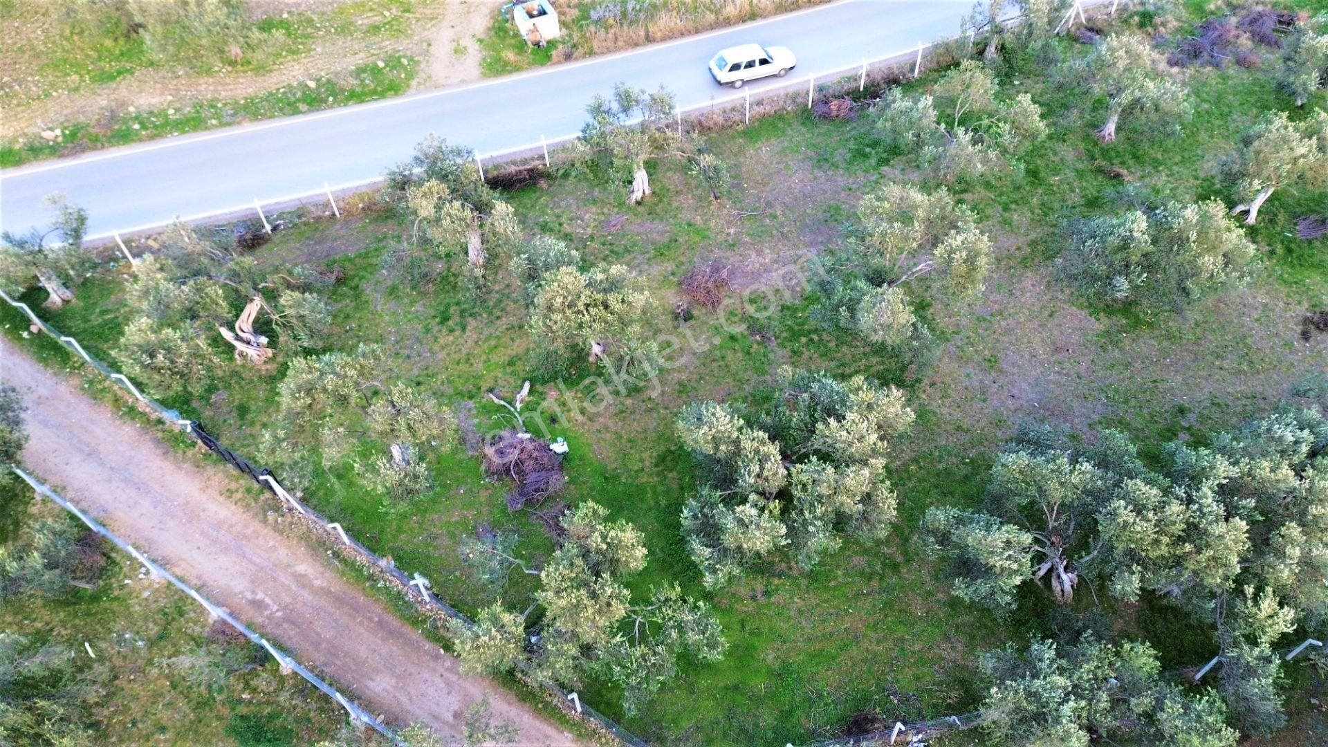 🌳aygülden Havran Camdibin'de Asfalt Yola Cephe Etrafı Çevrili Suyu Mevcut 3540 M2 Satılık Zeytinlik