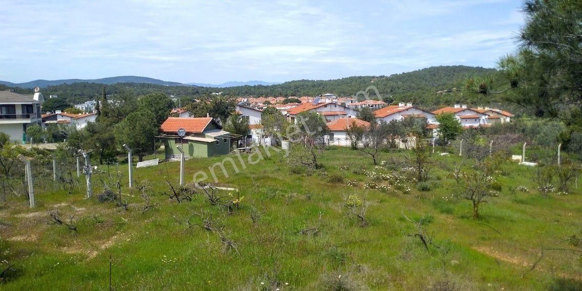 Ayvalık Çamlık Laka Mevki Satılık Zeytinlik
