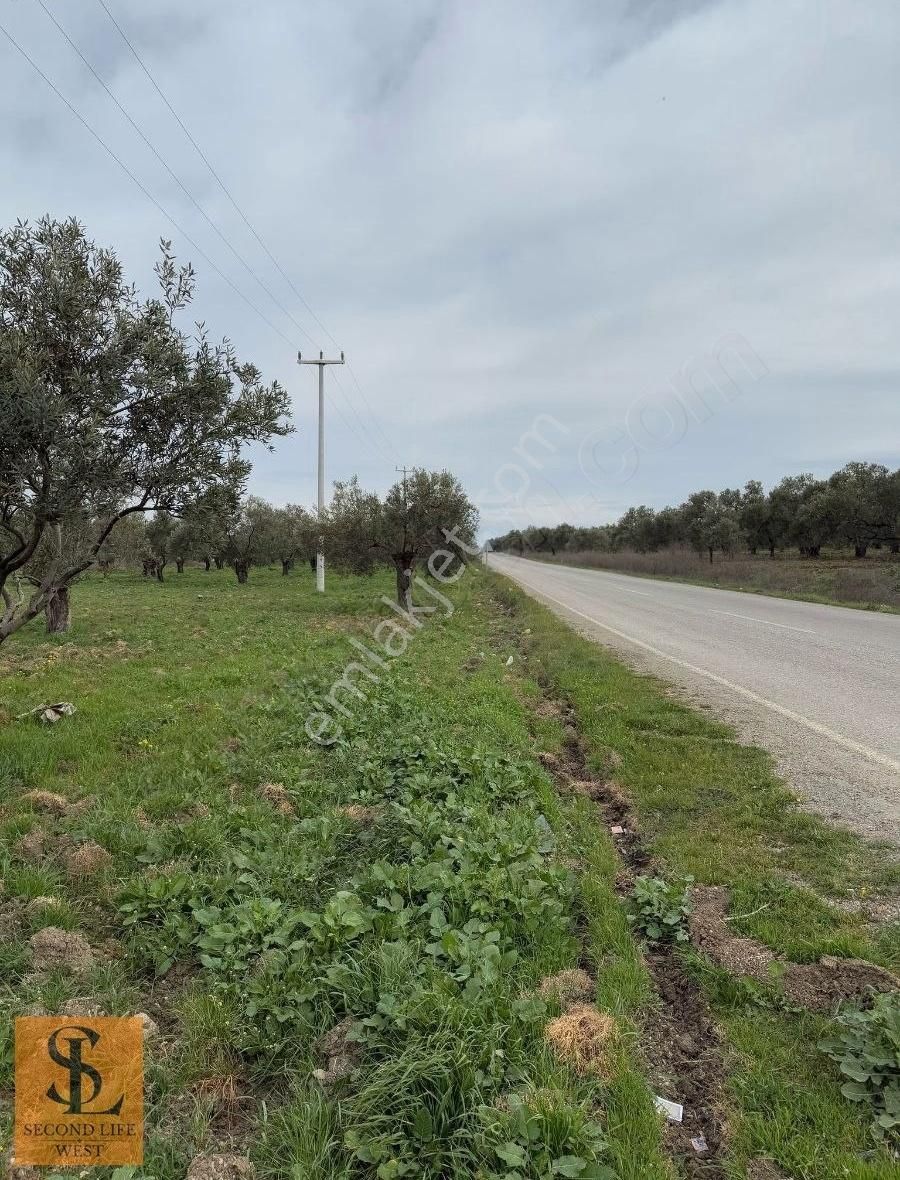 Kozak Yolu Üzerinde Düz Araziye Sahip "zeytinlik" Satılıktır!!