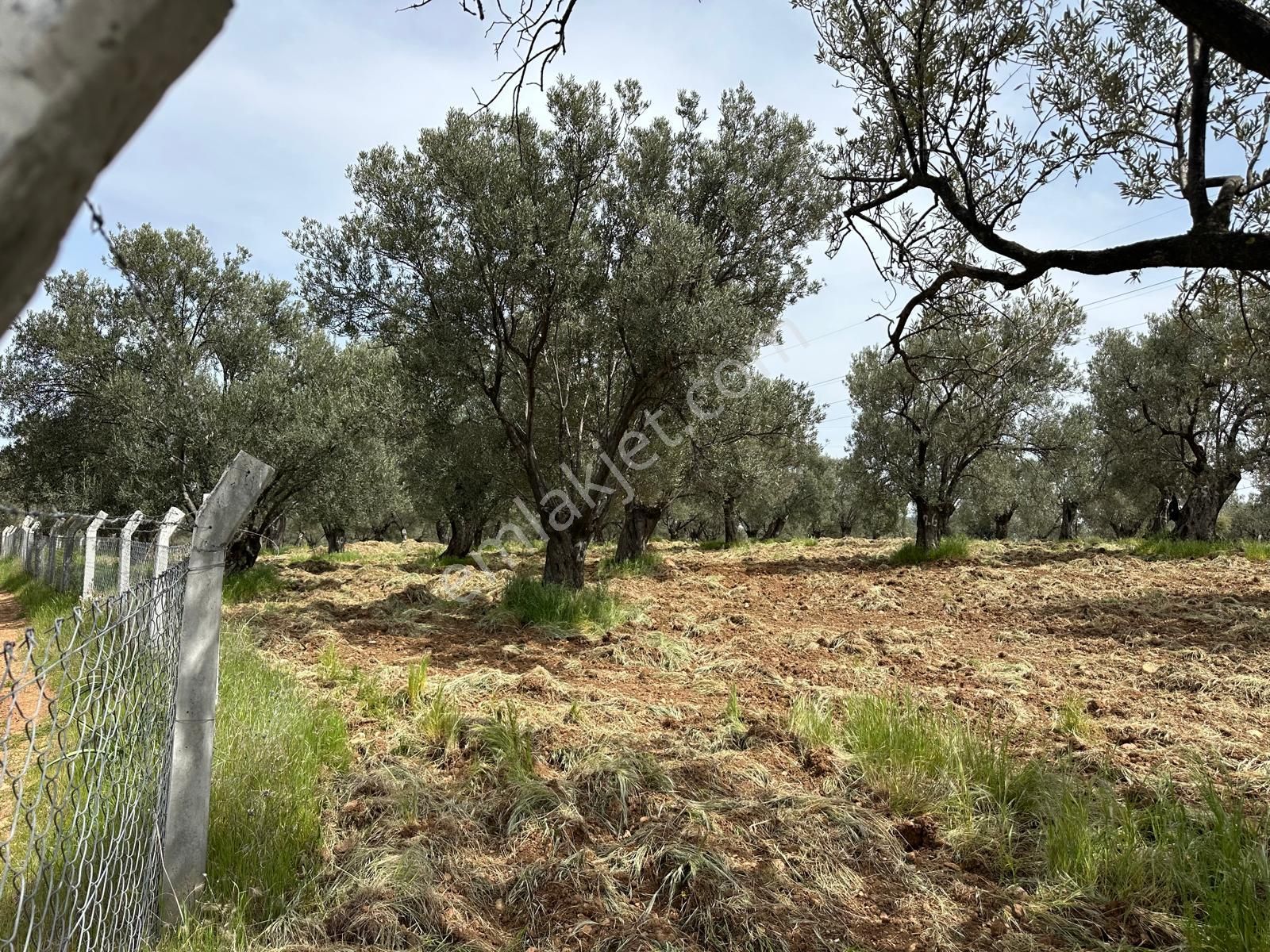 Premar Ayvada'dan Ayvalık Fethiye'de Deniz Manzaralı 7 Dönüm Bakımlı Zeytinlik - Görsel 8