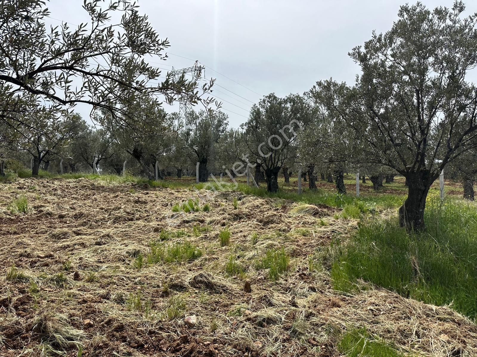 Premar Ayvada'dan Ayvalık Fethiye'de Deniz Manzaralı 7 Dönüm Bakımlı Zeytinlik - Görsel 7