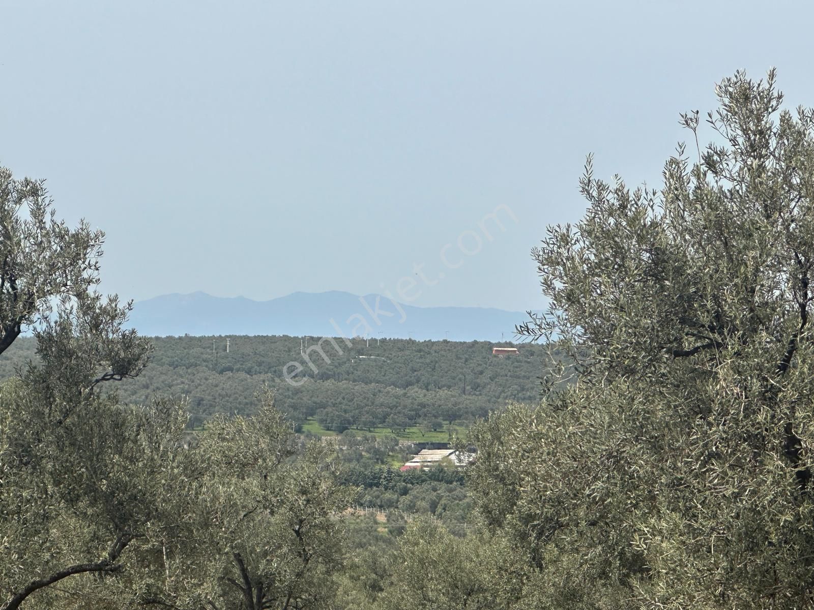 Premar Ayvada'dan Ayvalık Fethiye'de Deniz Manzaralı 7 Dönüm Bakımlı Zeytinlik - Görsel 12