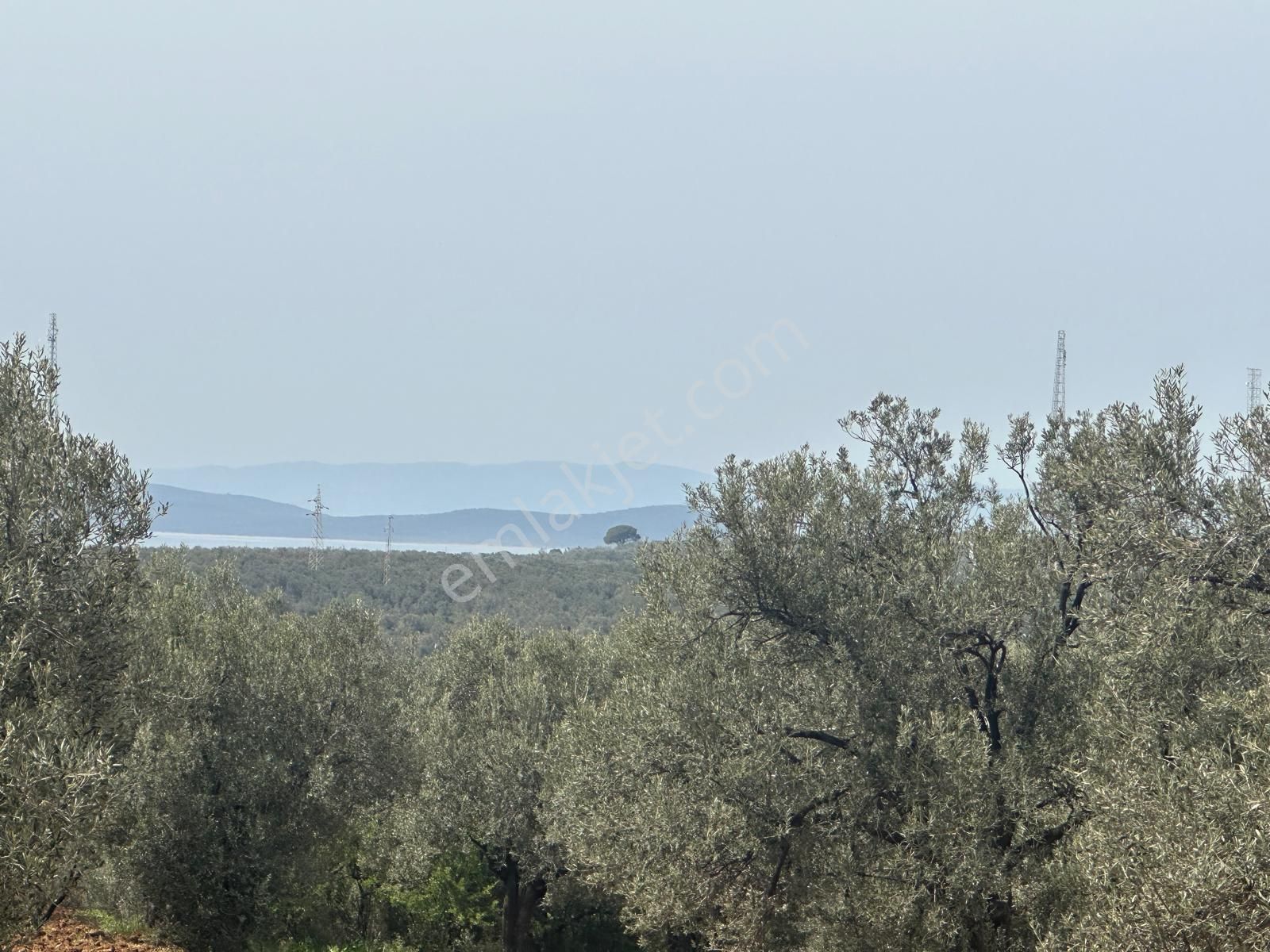 Premar Ayvada'dan Ayvalık Fethiye'de Deniz Manzaralı 7 Dönüm Bakımlı Zeytinlik - Görsel 13