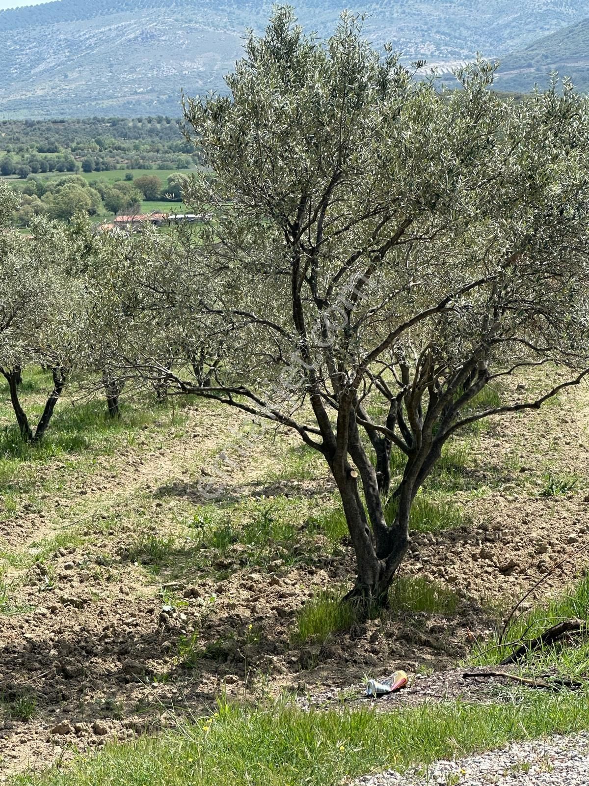 Premar Ayvada'dan Ayvalık Mutluda 20 Dönüm Bakımlı Zeytinlik - Görsel 9
