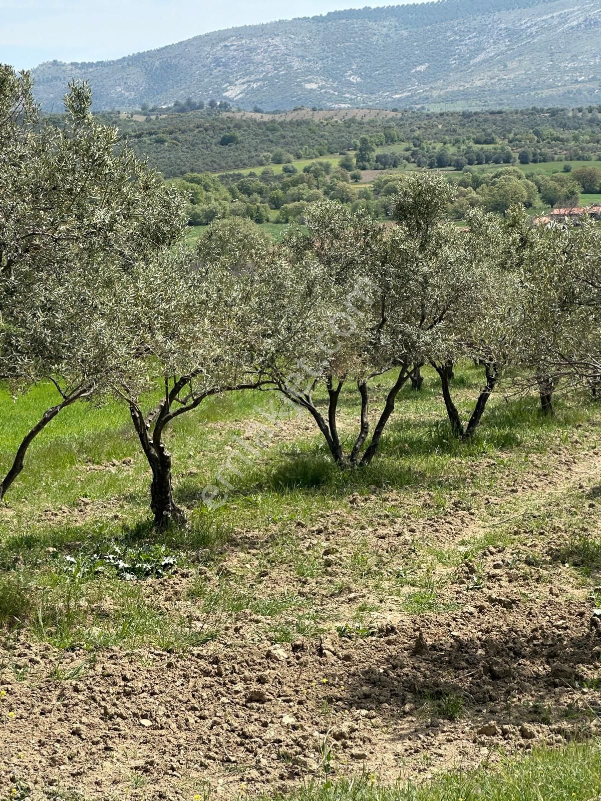 Premar Ayvada'dan Ayvalık Mutluda 20 Dönüm Bakımlı Zeytinlik - Görsel 5