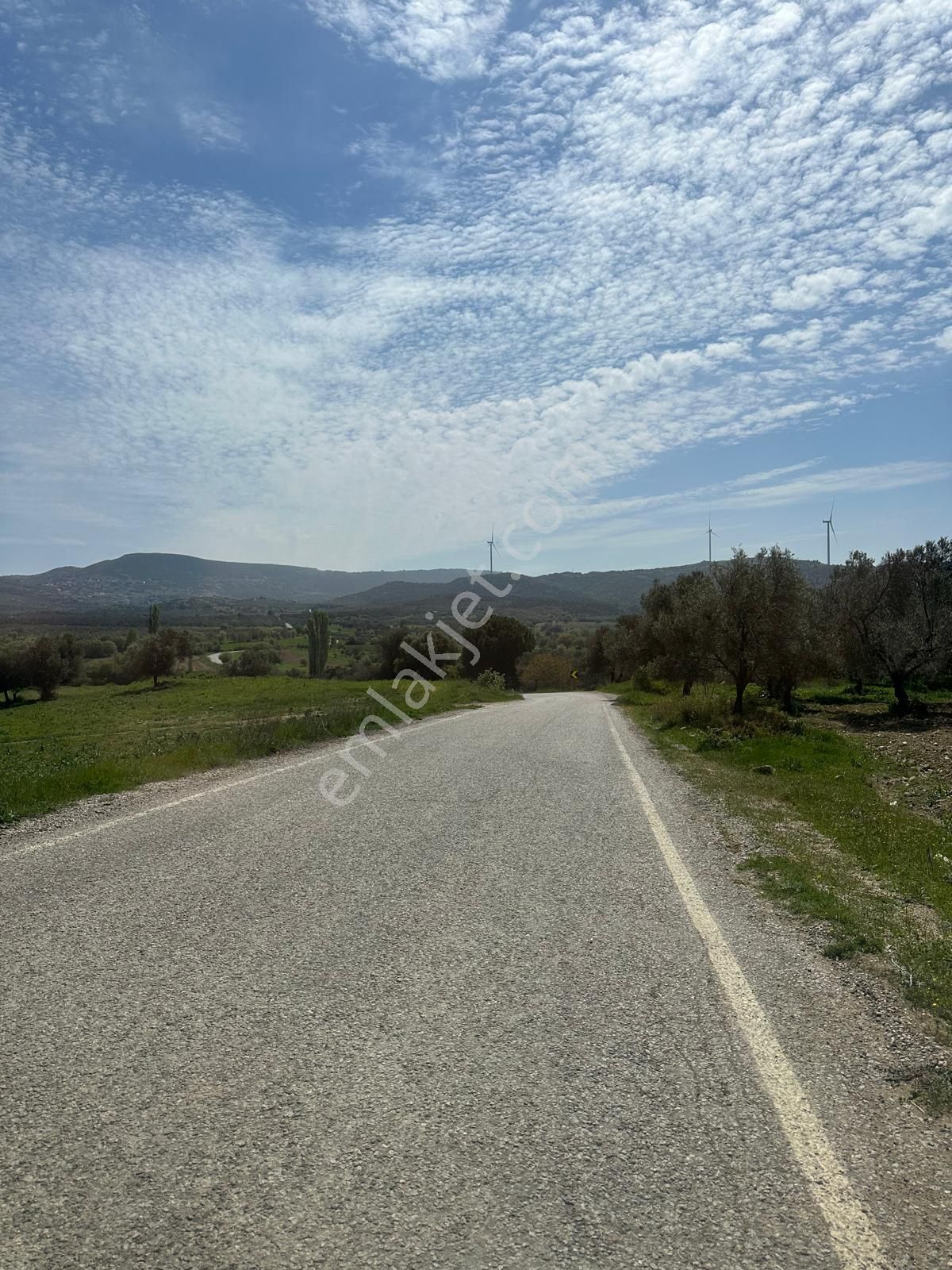 Premar Ayvada'dan Ayvalık Mutluda 20 Dönüm Bakımlı Zeytinlik - Görsel 2