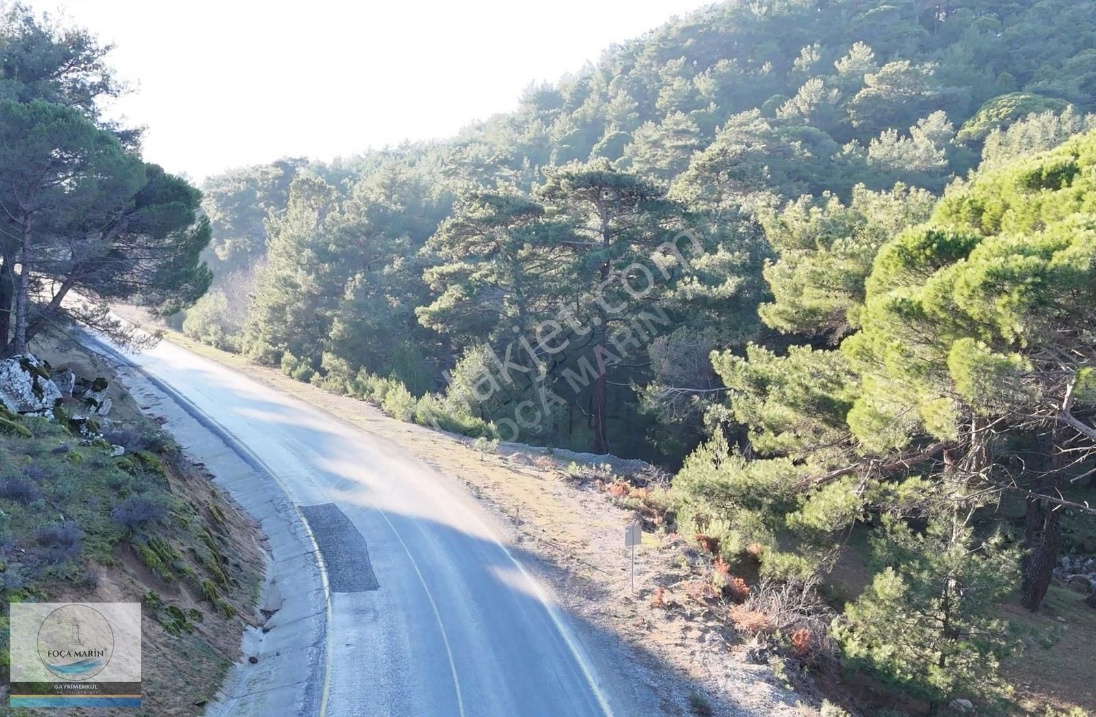 Dikili Merkeze Yakın ((140 Dönüm)) Fıstık Çamlığı - Görsel 32