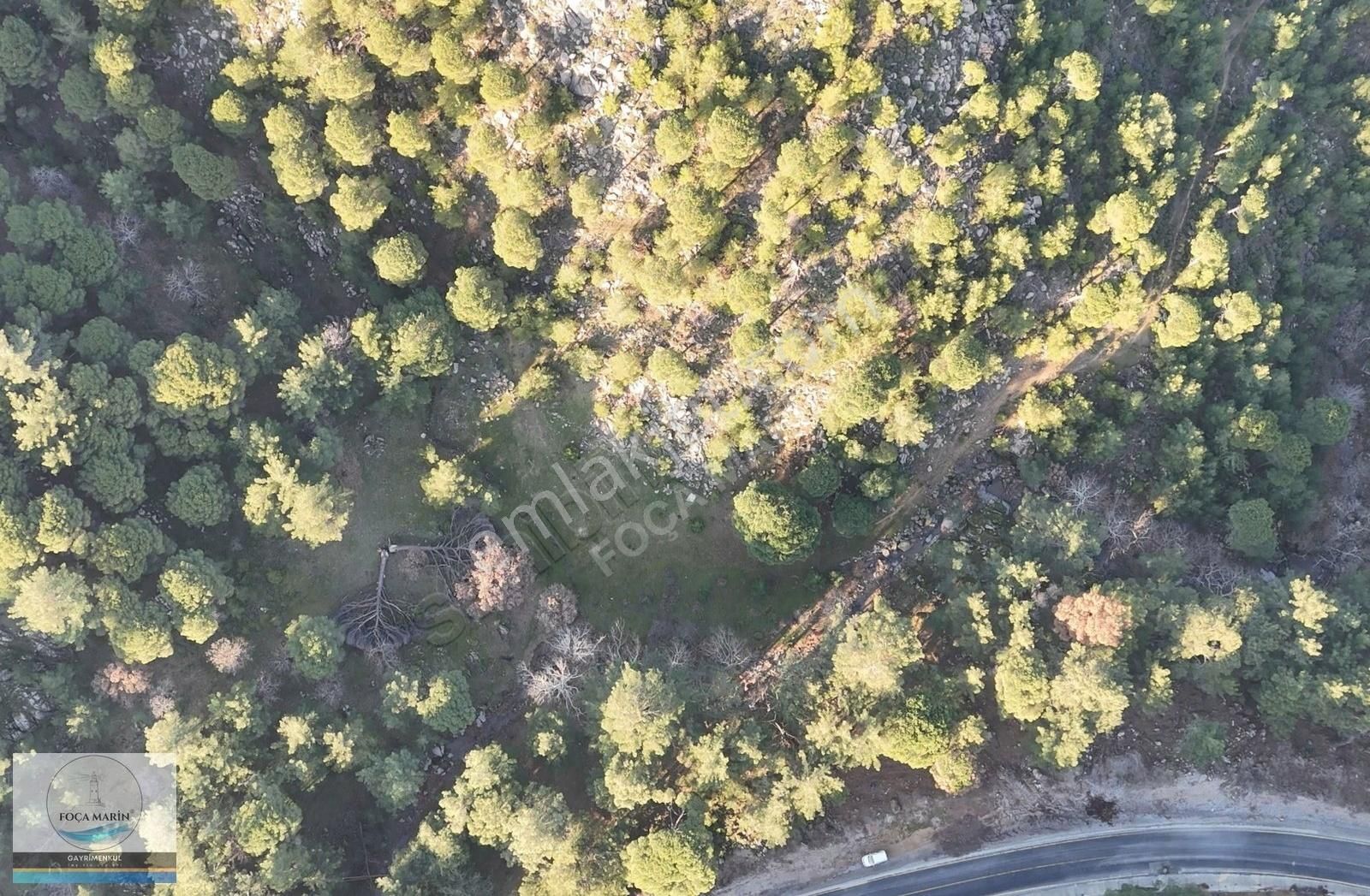 Dikili Merkeze Yakın ((140 Dönüm)) Fıstık Çamlığı - Görsel 20