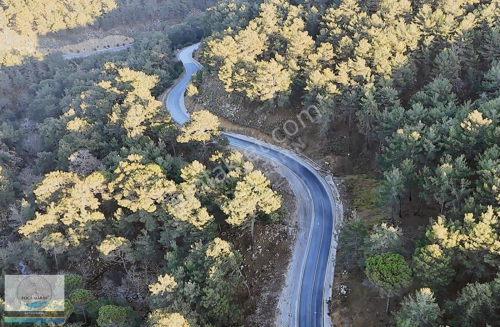 Dikili Merkeze Yakın ((140 Dönüm)) Fıstık Çamlığı - Görsel 21
