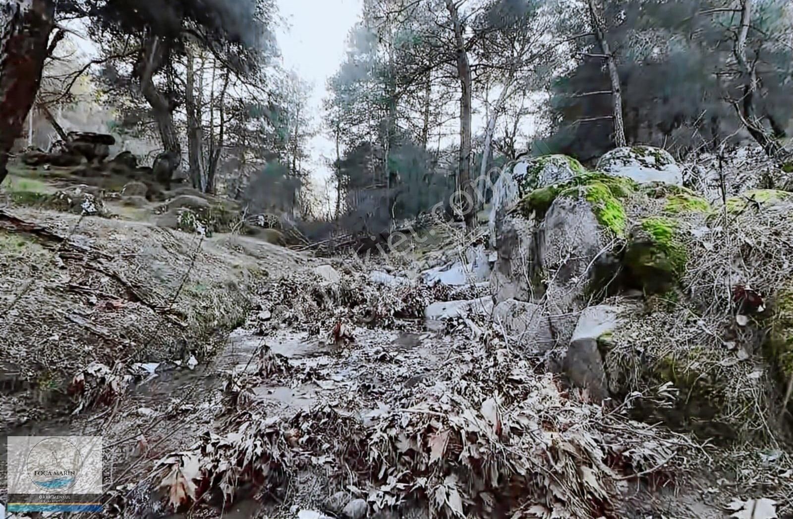 Dikili Merkeze Yakın ((140 Dönüm)) Fıstık Çamlığı - Görsel 17