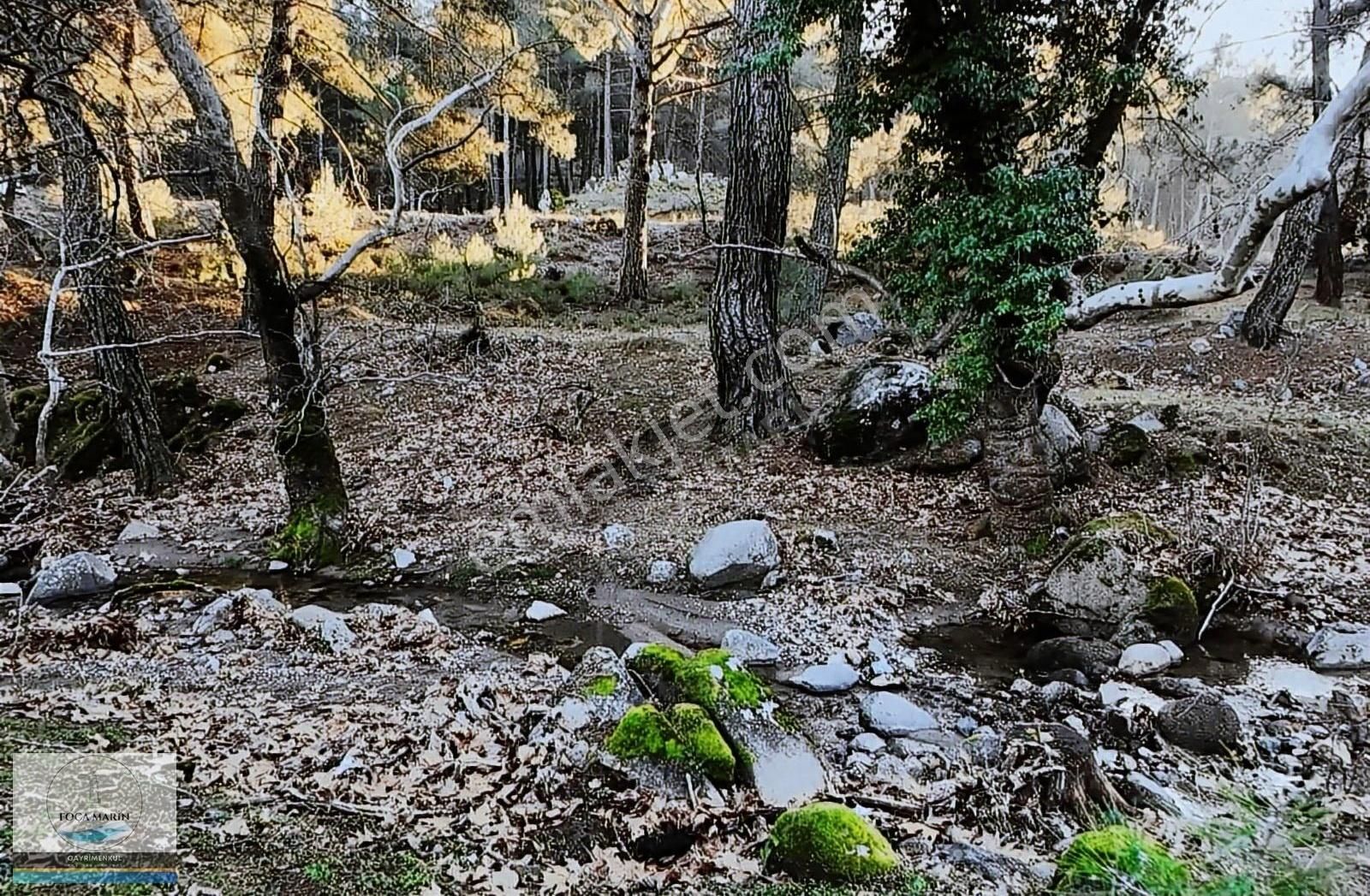 Dikili Merkeze Yakın ((140 Dönüm)) Fıstık Çamlığı - Görsel 8