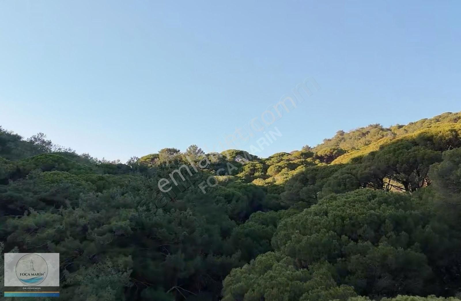 Dikili Merkeze Yakın ((140 Dönüm)) Fıstık Çamlığı - Görsel 16