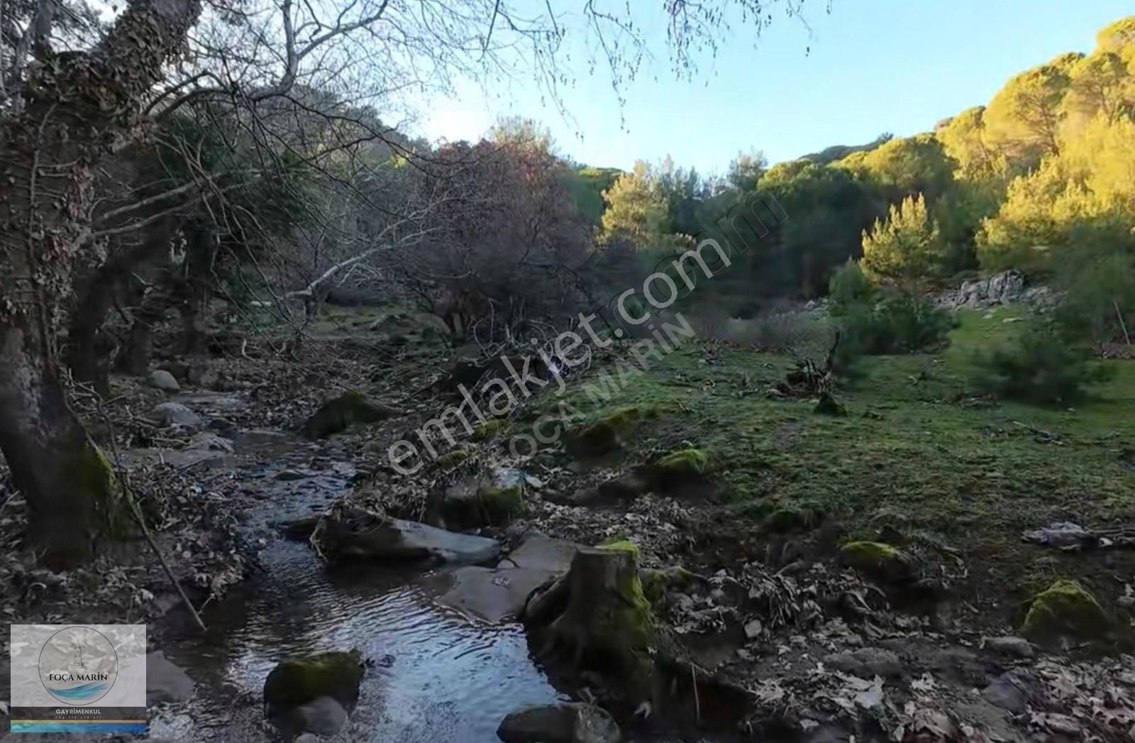 Dikili Merkeze Yakın ((140 Dönüm)) Fıstık Çamlığı - Görsel 2