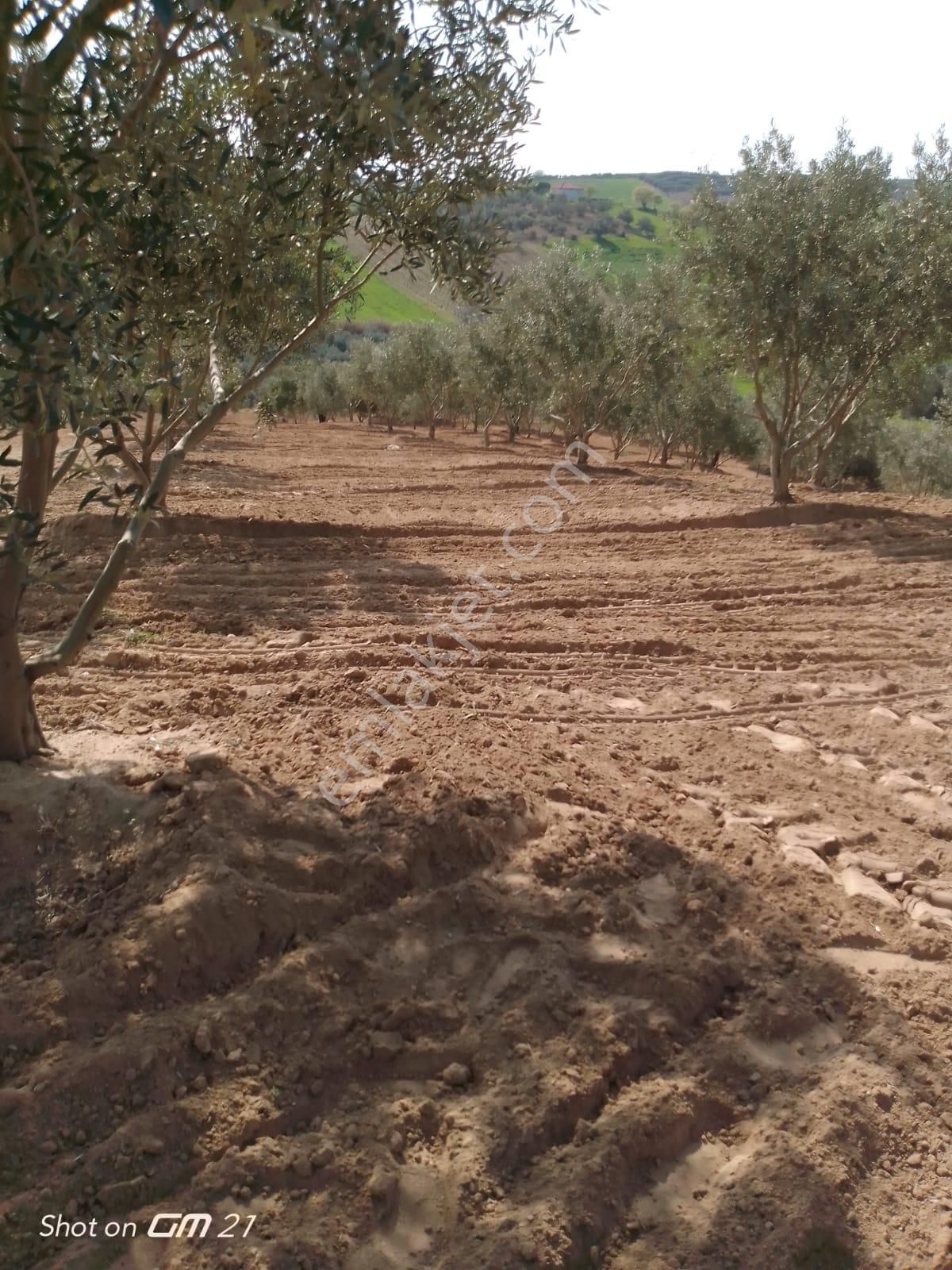 Manisa Slihli'de Satılık Zeytinlik Gökçeköy Mah.