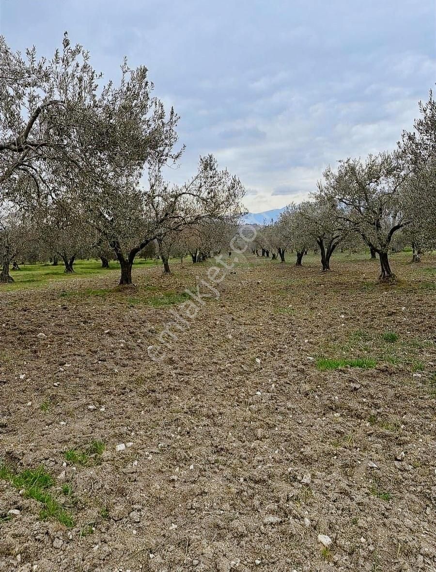 Hesaplı Zeytinlik !!