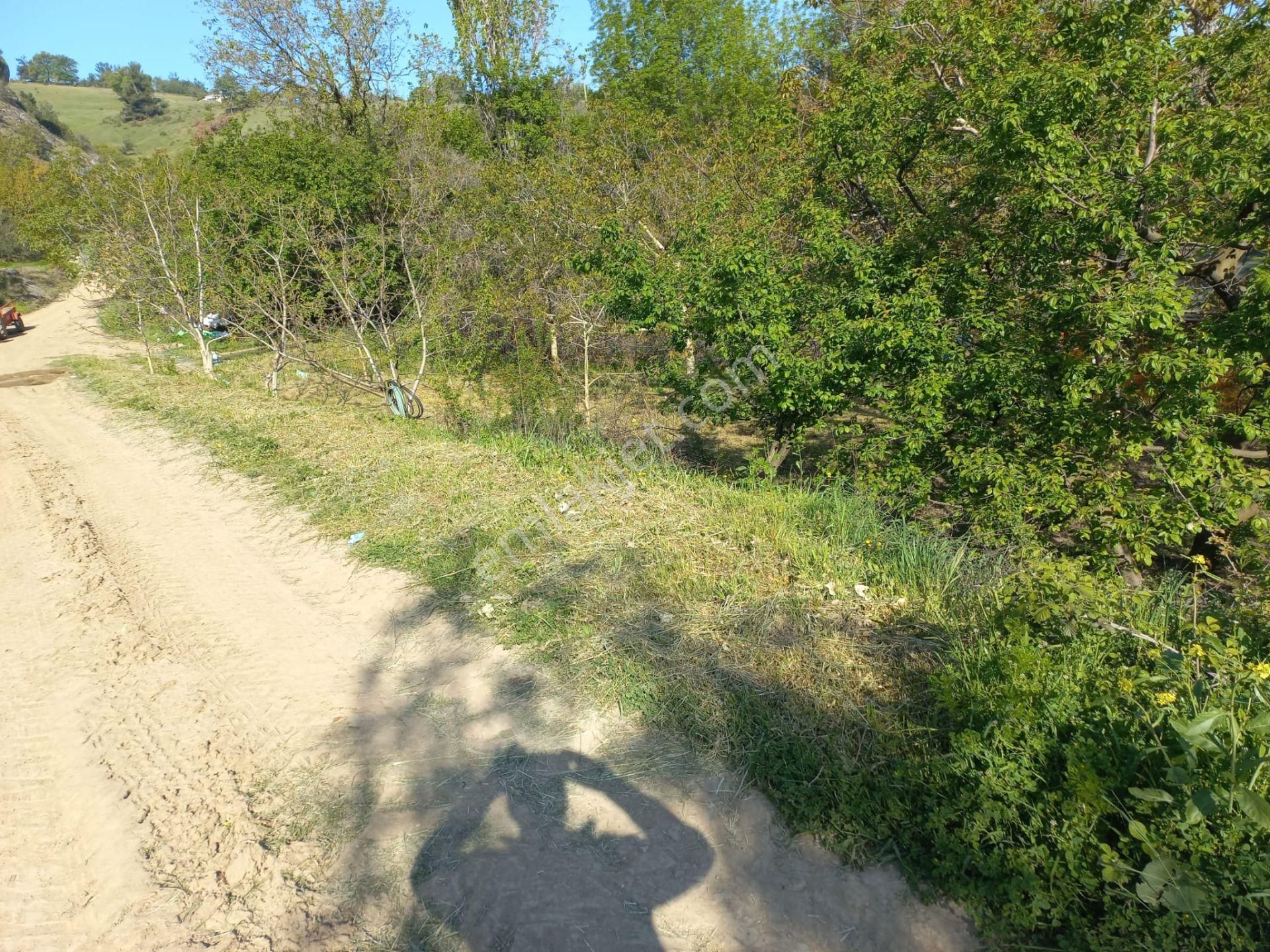 Bursa İznik Aydınlar Mahallesinde Hobi Bahçesi - Görsel 3